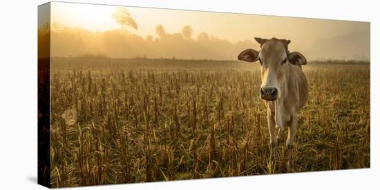 Laos, Vang Vieng. Cow at Sunrise-Matt Freedman-Stretched Canvas