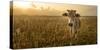 Laos, Vang Vieng. Cow at Sunrise-Matt Freedman-Stretched Canvas