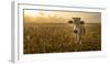 Laos, Vang Vieng. Cow at Sunrise-Matt Freedman-Framed Premium Photographic Print