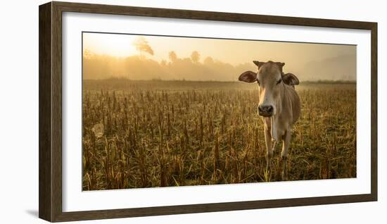 Laos, Vang Vieng. Cow at Sunrise-Matt Freedman-Framed Photographic Print