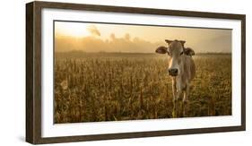 Laos, Vang Vieng. Cow at Sunrise-Matt Freedman-Framed Photographic Print