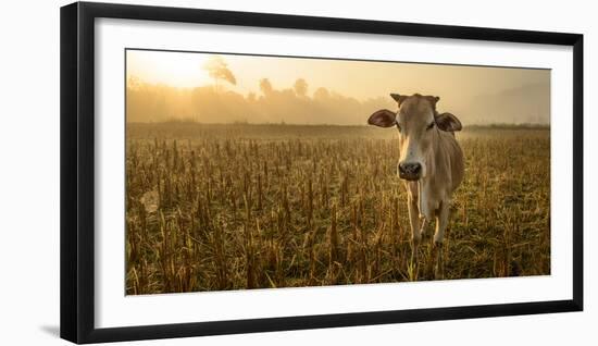 Laos, Vang Vieng. Cow at Sunrise-Matt Freedman-Framed Photographic Print