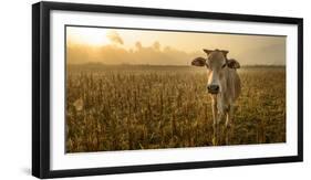 Laos, Vang Vieng. Cow at Sunrise-Matt Freedman-Framed Photographic Print