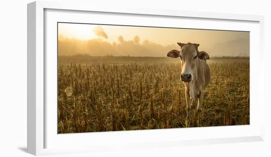 Laos, Vang Vieng. Cow at Sunrise-Matt Freedman-Framed Photographic Print