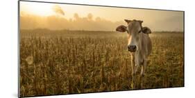 Laos, Vang Vieng. Cow at Sunrise-Matt Freedman-Mounted Photographic Print