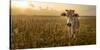 Laos, Vang Vieng. Cow at Sunrise-Matt Freedman-Stretched Canvas