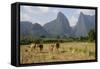 Laos, Vang Vieng. Cows and Mountains-Matt Freedman-Framed Stretched Canvas