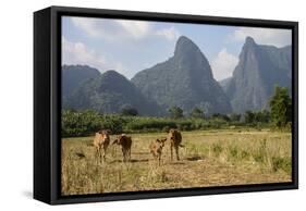 Laos, Vang Vieng. Cows and Mountains-Matt Freedman-Framed Stretched Canvas