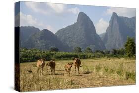 Laos, Vang Vieng. Cows and Mountains-Matt Freedman-Stretched Canvas