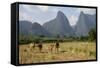 Laos, Vang Vieng. Cows and Mountains-Matt Freedman-Framed Stretched Canvas