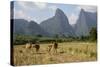 Laos, Vang Vieng. Cows and Mountains-Matt Freedman-Stretched Canvas