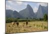 Laos, Vang Vieng. Cows and Mountains-Matt Freedman-Mounted Photographic Print