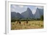 Laos, Vang Vieng. Cows and Mountains-Matt Freedman-Framed Photographic Print