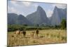 Laos, Vang Vieng. Cows and Mountains-Matt Freedman-Mounted Photographic Print