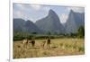 Laos, Vang Vieng. Cows and Mountains-Matt Freedman-Framed Photographic Print