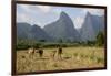 Laos, Vang Vieng. Cows and Mountains-Matt Freedman-Framed Photographic Print