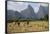 Laos, Vang Vieng. Cows and Mountains-Matt Freedman-Framed Stretched Canvas