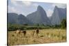 Laos, Vang Vieng. Cows and Mountains-Matt Freedman-Stretched Canvas