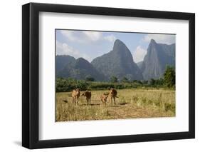 Laos, Vang Vieng. Cows and Mountains-Matt Freedman-Framed Photographic Print