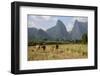 Laos, Vang Vieng. Cows and Mountains-Matt Freedman-Framed Photographic Print