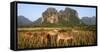 Laos, Vang Vieng. Cows in Front of Limestone Karst at Sunrise-Matt Freedman-Framed Stretched Canvas