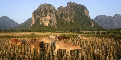 https://imgc.allpostersimages.com/img/posters/laos-vang-vieng-cows-in-front-of-limestone-karst-at-sunrise_u-L-PRQ0NR0.jpg?artPerspective=n