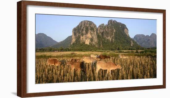 Laos, Vang Vieng. Cows in Front of Limestone Karst at Sunrise-Matt Freedman-Framed Photographic Print