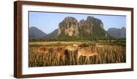 Laos, Vang Vieng. Cows in Front of Limestone Karst at Sunrise-Matt Freedman-Framed Photographic Print