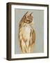 Lap Cat I-Chariklia Zarris-Framed Art Print