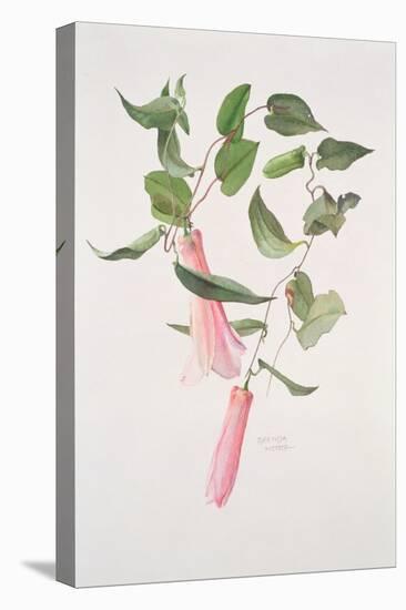 Lapageria Rosea, C.1986-Brenda Moore-Stretched Canvas