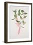 Lapageria Rosea, C.1986-Brenda Moore-Framed Giclee Print