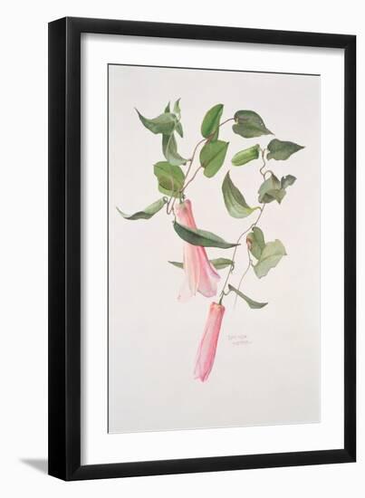 Lapageria Rosea, C.1986-Brenda Moore-Framed Giclee Print
