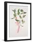 Lapageria Rosea, C.1986-Brenda Moore-Framed Giclee Print