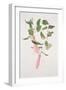 Lapageria Rosea, C.1986-Brenda Moore-Framed Giclee Print