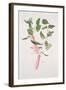 Lapageria Rosea, C.1986-Brenda Moore-Framed Giclee Print