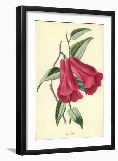 Lapageria-Frederick Edward Hulme-Framed Giclee Print