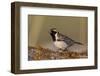 Lapland Longspur singing-Ken Archer-Framed Photographic Print