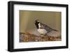 Lapland Longspur singing-Ken Archer-Framed Photographic Print