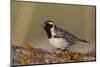 Lapland Longspur singing-Ken Archer-Mounted Photographic Print