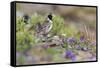 Lapland Longspur, Tundra Color-Ken Archer-Framed Stretched Canvas