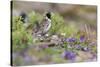 Lapland Longspur, Tundra Color-Ken Archer-Stretched Canvas