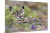 Lapland Longspur, Tundra Color-Ken Archer-Mounted Premium Photographic Print