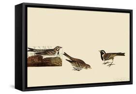 Lapland Longspur-John James Audubon-Framed Stretched Canvas