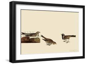 Lapland Longspur-John James Audubon-Framed Giclee Print