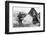 Laplanders-null-Framed Photographic Print