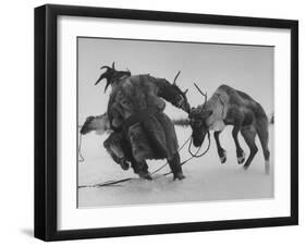 Lapp Struggling to Harness One of His Reindeer-Mark Kauffman-Framed Photographic Print