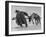 Lapp Struggling to Harness One of His Reindeer-Mark Kauffman-Framed Photographic Print