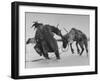 Lapp Struggling to Harness One of His Reindeer-Mark Kauffman-Framed Photographic Print