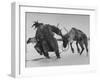 Lapp Struggling to Harness One of His Reindeer-Mark Kauffman-Framed Photographic Print