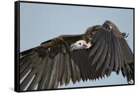 Lappet-Faced Vulture, Ngorongoro Conservation Area, Tanzania-Paul Souders-Framed Stretched Canvas